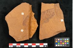 NHMW-GEO-2024-0188-10385a_Oa_01.tifFagus benthami Ettingshausen 1887 (NHMW-GEO-2024-0188-10385a)